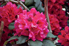 Rododendron (Rhododendron)