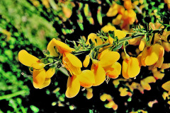 Prútnatec metlovitý (Cytisus scoparius)