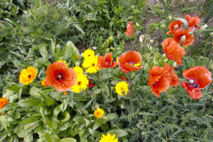 Mak siaty a nechtík lekársky sú vítané spestrenie zeleninových záhonov