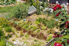 Zeleninové záhony na záhrade sa mulčujú slamou a pokosenou trávou. Netreba tak toľko zalievať a plieť