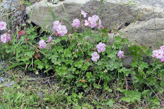 Kakost dalmatinský (Geranium dalmaticum)
