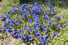 Horec Clusiov (Gentiana clusii)