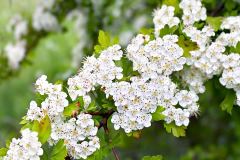 Hloh (Crataegus)