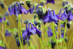 Orlíček obyčajný (Aquilegia)