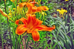 Ľaliovka (Hemerocallis)