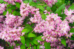 Trojpuk (Deutzia)