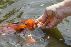 Zoznámte sa s koi kaprom Karlom. Má žiarivo oranžovú farbu, občas na vás chrstne vodu a rád sa necháva kŕmiť z ruky