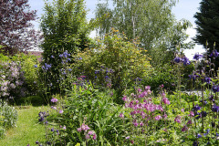 Vyrastené stromy spoločne s okrasným krovím vytvárajú pôvabnú kulisu pre bujné trvalkové záhony, ktoré oživujú trávnatú plochu