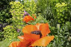 Ak mu korene nezhltnú hlodavce, rozvinie mak kvety veľké ako dezertné taniere. V sprievode stredozemného mliečnika púta pozornosť už od záhradnej brány