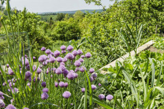 Pažítku možno na záhrade pestovať nielen pre chuť, ale aj na okrasu, ako dokazuje táto fotografia rozkvitnutých trsov