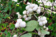 Biele bobule imelovníka (Symphoricarpos albus) pripomínajú snehové gule. Môžete ich využiť na vonkajšie dekorácie. Pozor, rozhodne ich nejedzte, sú mierne jedovaté! Vtáci z nich budú mať na záhrade ozajstnú radosť