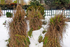 Niektoré citlivejšie trávy potrebujú na zimu ochranu pred mrazom a vlhkom. Zviazaním ich trsov vzniknú v snehom pokrytej záhrade zaujímavé prvky