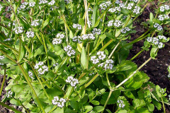 Valeriánka poľná je drobná bielo kvitnúca bylinka. Po odkvitnutí ľahko vysemení. Listy valeriánky poľnej môžete zbierať aj v zime, pokiaľ tomu nebráni snehová prikrývka