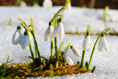 Snežienka jarná (Galanthus nivalis)