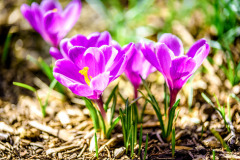 Krokus jarný (Crocus)