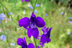 Ostrôžka východná (Consolida orientalis)