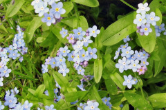 Nezábudka močiarna (Myosotis palustris)
