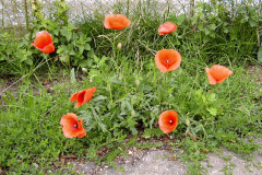 Vlčí mak (Papaver rhoeas)