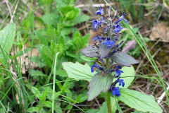 Zbehovec ženevský (Ajuga genevensis)