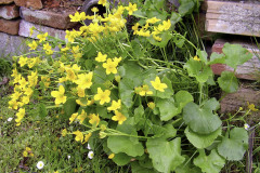 Záružlie močiarne (Calthapalustris)