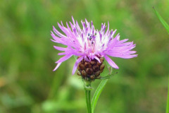Nevädza lúčna (Centaurea jacea)