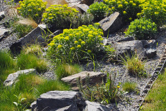 Trvalkovému záhonu s kameňmi dominuje výsadba mliečnika mnohofarebného