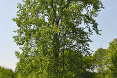 Výhľad cez odpočívadlo na majestátny brest hrabolistý (Ulmus minor)