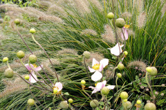 Kombinácia okrasných tráv dáva záhradnej kompozícii pohyb