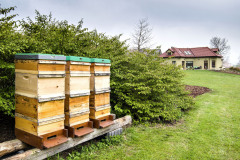 Medonosným včelám poskytujú bohatú pastvu rôznorodé domáce a šľachtené dreviny, trvalky v záhonoch aj trávnik s rozkvitnutými púpavami