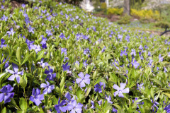 Plazivá zimozeleň tu má takmer neobmedzenú voľnosť. Medzi jej predností patrí rýchly rast, celoročná zelená farba a bohaté kvetenstvo