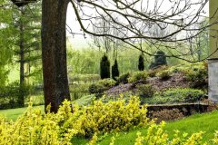 Do zlatista olistený bršlen Fortuneov žiari už z diaľky a rovnako ako slniečko prepožičiava jarnej záhrade veselý ráz