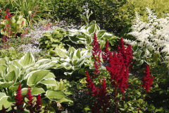 Hosty a astilby patria k tieňomilným rastlinám, dopĺňajú výsadbu na tienistej predzáhradke