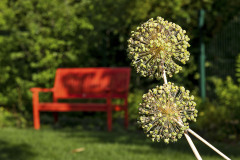 V hájiku za domom je umiestnená lavička, ktorá tu vytvára príjemný farebný akcent a ponúka príjemné miesto na rozjímanie v pokoji a tieni. Oživujúcim prvkom sú trvalky v pastelových farbách