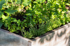 Vyvýšené bylinkové záhony sú krásne na pohľad, príjemne voňajú a navyše sú užitočné