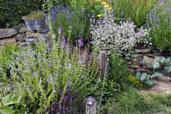 Šalvia hájna, šalvia lekárska tricolor a levandule si užívajú slnko v priepustnej pôde v blízkosti vyhriatych kameňov. Oko zaujme aj žltý rebríček