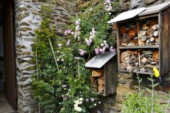 Mohutné stredoveké múry zjemňuje na svoje pomery veľmi urastená drobnokvetá ruža The Fairy. Pri jej päte je vysadená mladšia voňavá biela ruža Innocencia. Podrast tvoria bylinky a drobné kvety rimbaby, medzi kameňmi sa prediera striebrolistá perovskia