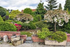 Príjazdová cesta je vysypaná jemným štrkom. V pozadí rastú biele kaliny, ktoré na jar nádherne kvitnú a oživia porast ihličnatých drevín