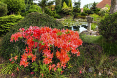 V záhrade samozrejme nemôžu chýbať azalky; tu je japonská azalka zvaná Gejša (Azalea japonica ´Geisha Orange´)