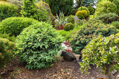 Detail ukazuje pomerne pravidelne rastúcu odnož („čarovník“) stromčeka. Všetky tieto dreviny sú vysadené na vyvýšenej terase z kameňov