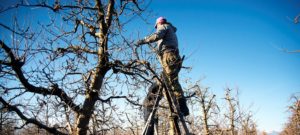 Zimný rez ovocných drevín