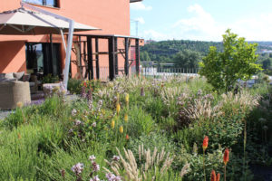 Strecha ako zelená oáza s mnohými benefitmi