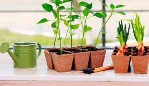 Jarné prebudenie začína na balkóne