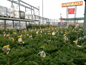 Vianočný stromček. Výber, skladovanie a starostlivosť